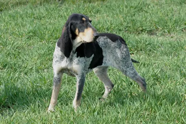 Ranskan koiranrotut - 8. Great Gascony Blue Hound