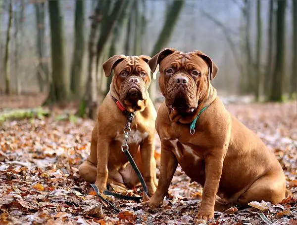 Ranskan koirarodut - 6. Dogue de Bordeaux