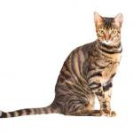 1628824006 962 Toyger kissa