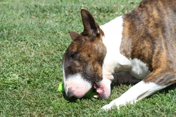 Englannin bullterrierin yleiset sairaudet - ihoallergiat