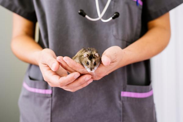 Miksi hamsteri ei juo vettä?  - Mitä tehdä, jos hamsterini ei juo vettä?