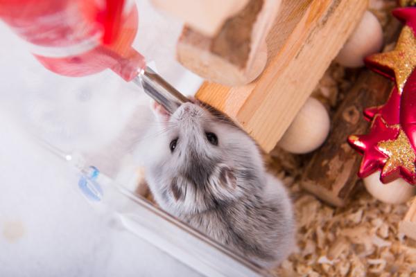 Miksi hamsteri ei juo vettä?  - Kuinka opettaa hamsteri juomaan vettä?