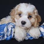 1628835709 448 Cavachon