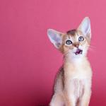 1628837514 133 Abessinian kissa