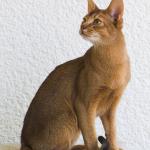 1628837514 384 Abessinian kissa