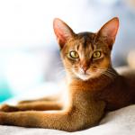 1628837514 39 Abessinian kissa