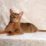 1628837514 428 Abessinian kissa