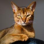 1628837514 5 Abessinian kissa