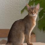 1628837514 658 Abessinian kissa