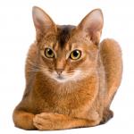 1628837514 760 Abessinian kissa