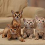 1628837514 923 Abessinian kissa