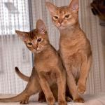 1628837514 979 Abessinian kissa