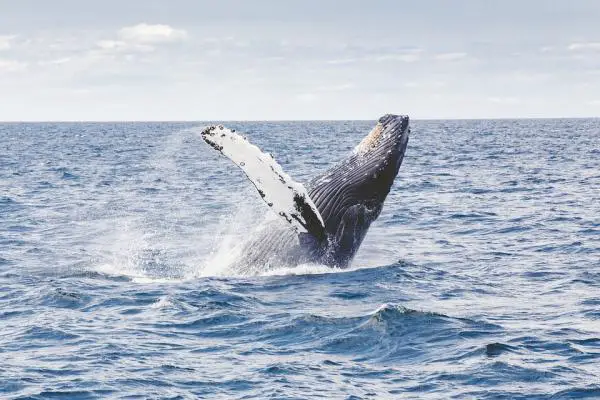 Suuren valliriutan uhanalaiset eläimet - Dugong tai Dugong