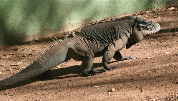 Iguaanityypit - Rhinoceros Iguana