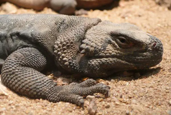 Iguaanityypit - Pohjois -Chuckwalla