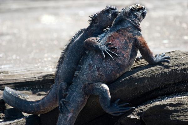 Iguaanityypit - Marine Iguana