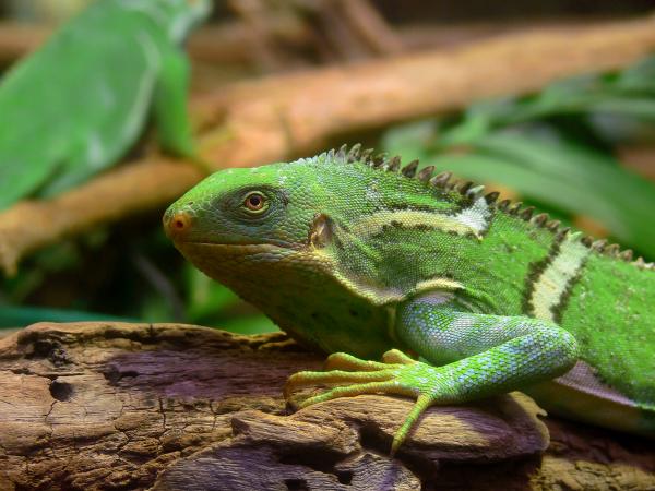 Iguaanityypit - Fiji Crested Iguana