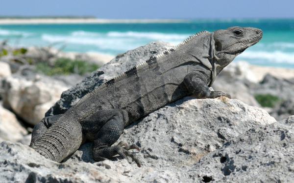 Iguaanityypit - Musta piikikäs iguana