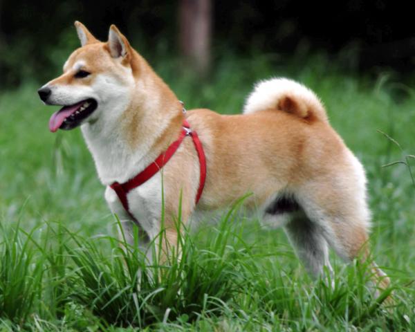 Kuinka kouluttaa shiba inu?  - Shiba inun luonne