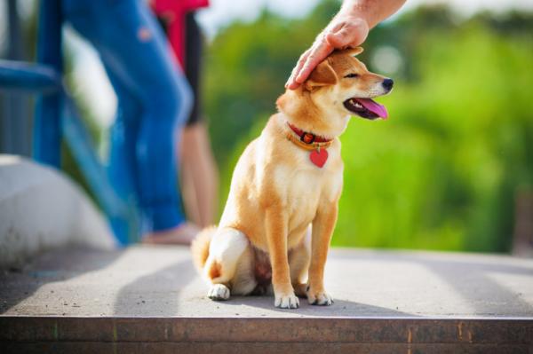 Kuinka kouluttaa shiba inu?  - Kuinka kouluttaa shiba inuani