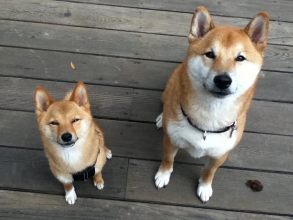 Kuinka kouluttaa shiba inu?  - Positiivisen vahvistuksen käyttö