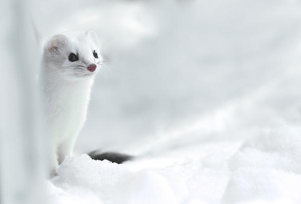 Ermine lemmikkinä - Ermine morfologia