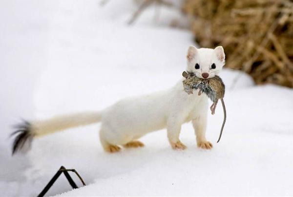 Ermine lemmikkinä - Onko ermine suositeltava lemmikki?