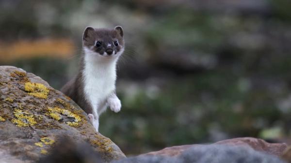 Ermine lemmikkinä - Herminan adoptio