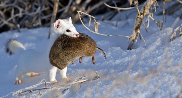 Stoat kuin lemmikki - Stoatin ruokinta 