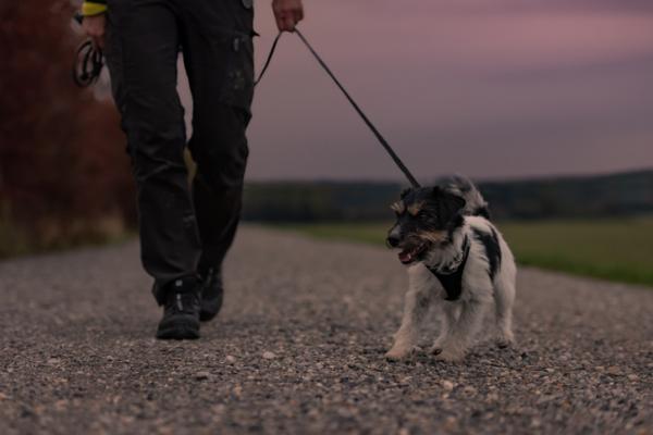 Koira virtsaa kotona yöllä - Syyt ja ratkaisut - Mitä tehdä, jos koira virtsaa kotona yöllä?