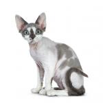 1628881653 71 Devon rex kissa