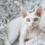 1628881653 799 Devon rex kissa