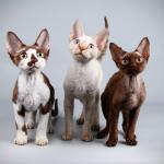 1628881653 844 Devon rex kissa