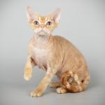 1628881653 874 Devon rex kissa