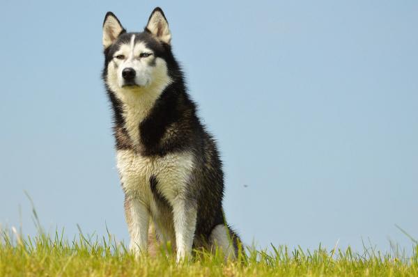 Yleisimmät Siperian husky -taudit - Yleisimmät Siperian husky -ihosairaudet