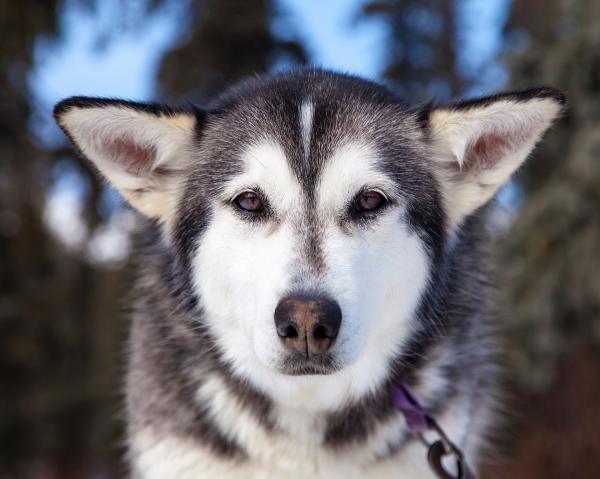 Yleisimmät Siperian husky -sairaudet - Yleisimmät Siperian husky -silmäsairaudet