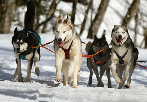 Yleisimmät sairaudet Siperian husky - Siperian husky