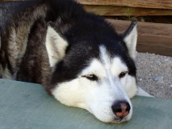 Yleisimmät Siperian husky -sairaudet - Yleisimmät lonkkahäiriöt Siperian husky