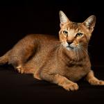 1628893528 127 Chausie kissa