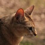 1628893528 719 Chausie kissa