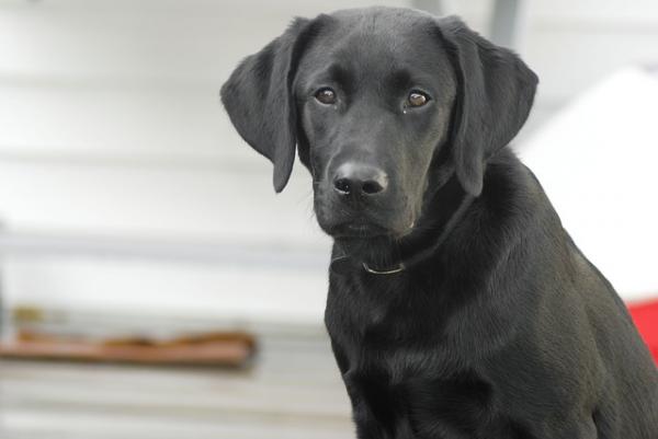 Yleisimmät labradorinnoutajien sairaudet - silmäongelmat 