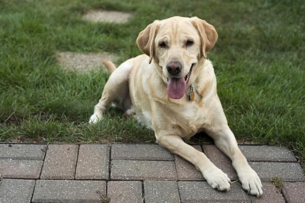 Yleisimmät labradorinnoutajien sairaudet - lihasdystrofia 