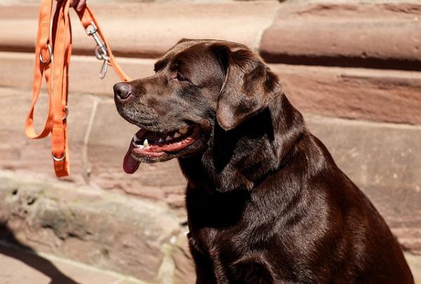 Yleisimmät labradorin noutajan sairaudet - dysplasia