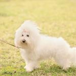 1628900009 553 Bichon bolognese