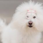 1628900009 578 Bichon bolognese