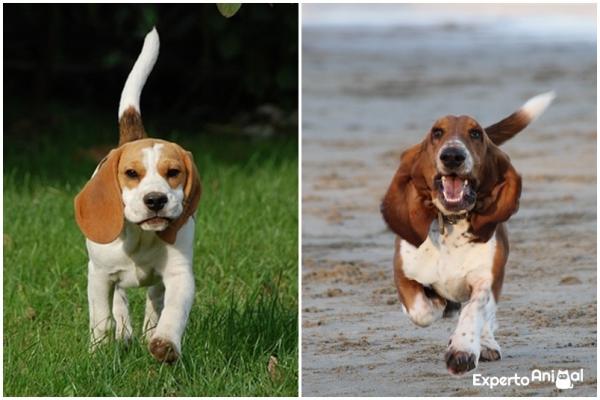 Eroja beaglen ja bassetin välillä - Beagle ja basset Hound: kaksi viehättävää rotua, joilla on joitain yhtäläisyyksiä