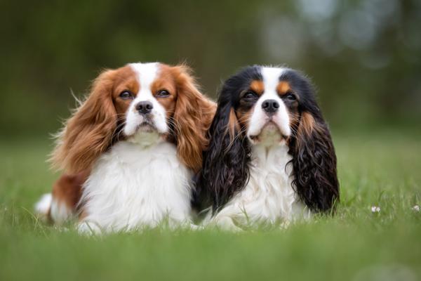 Englanninkieliset koirarodut - 8. Cavalier King Charles Spaniel