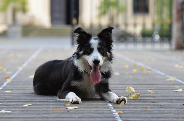 Englantilaiset koirarodut - 4. Bordercollie