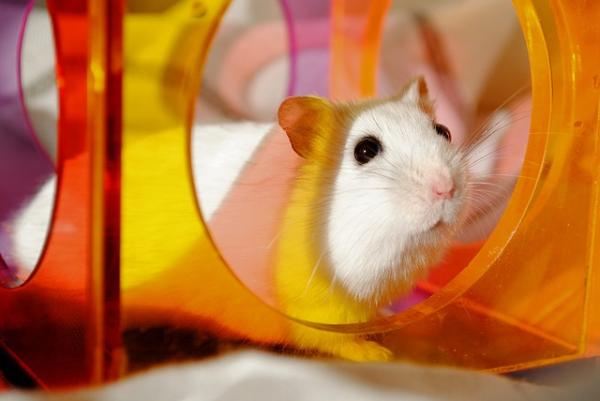 Hamsterin alkuperäiset nimet - Naarashamsterin alkuperäiset nimet