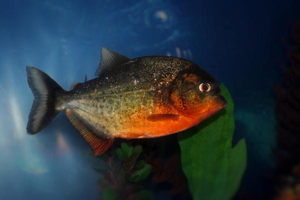 Piranha lemmikkinä - Puna -vatsainen Piranha